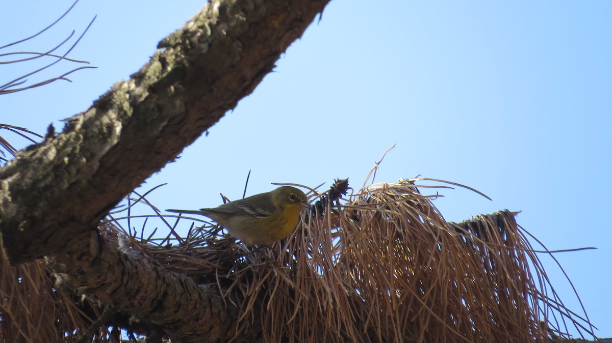 Pine Warbler - ML390026321