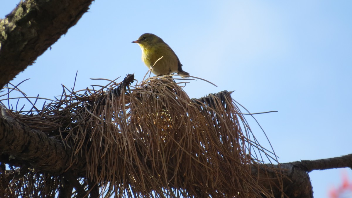 Pine Warbler - ML390026331