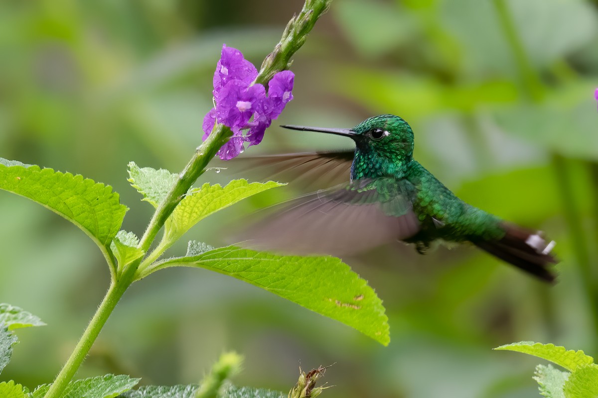 Rufous-vented Whitetip - ML390027131