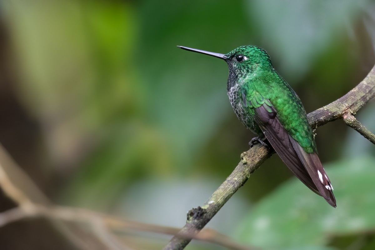 Rufous-vented Whitetip - ML390027141