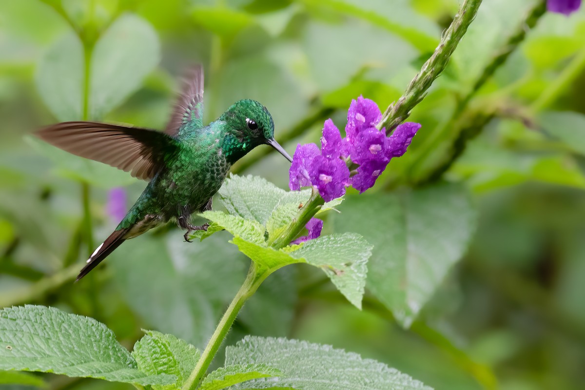 Rufous-vented Whitetip - ML390027151