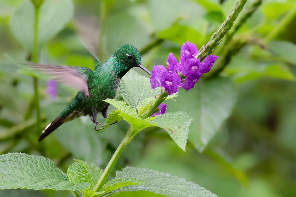 Rufous-vented Whitetip - ML390027161