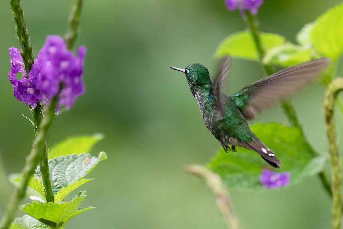 Rufous-vented Whitetip - ML390027171