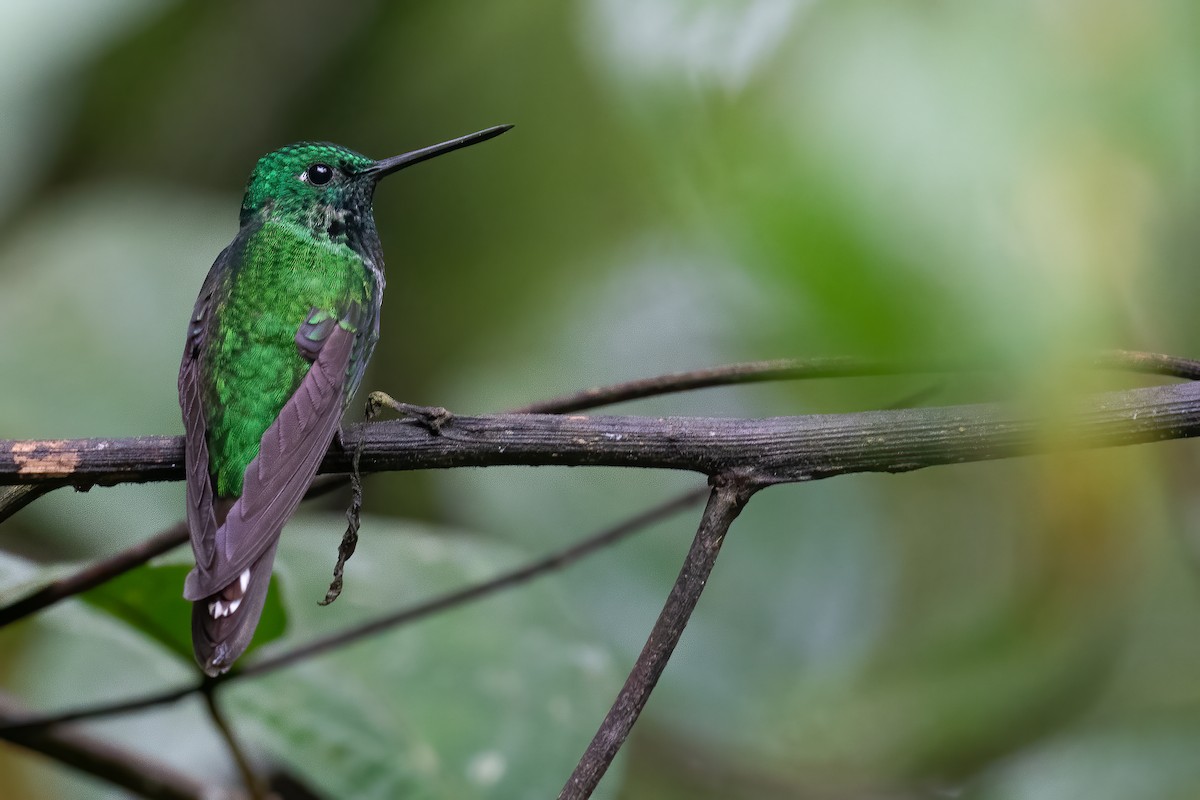 Rufous-vented Whitetip - ML390027181