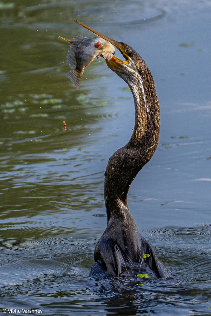 Oriental Darter - Vibhu Varshney