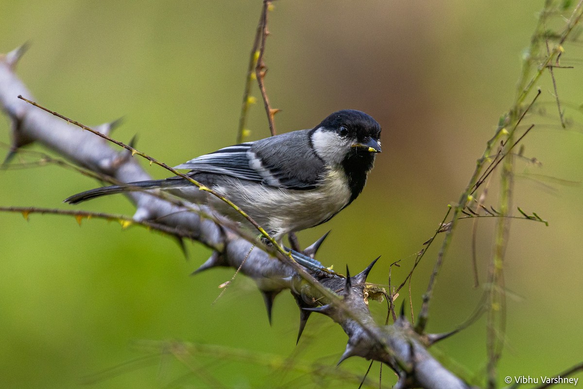 Cinereous Tit - Vibhu Varshney