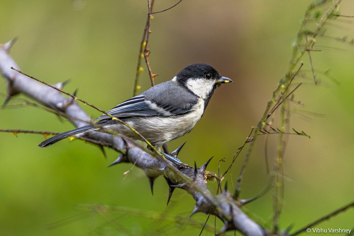 Cinereous Tit - Vibhu Varshney