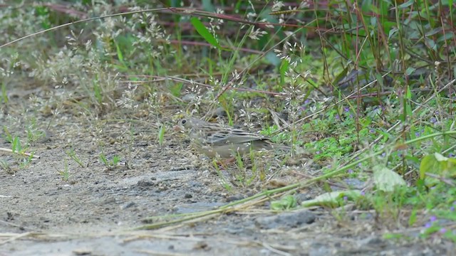 Ortolan Bunting - ML390029071