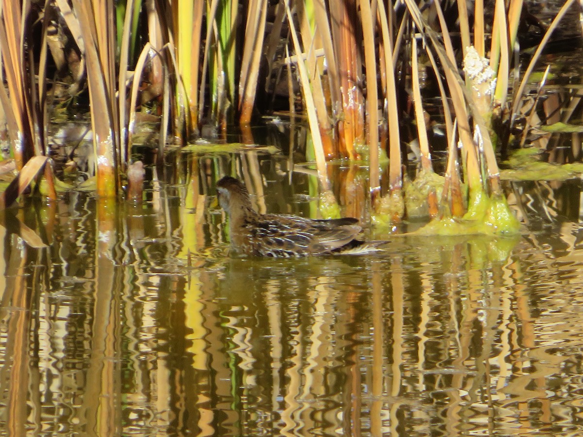 Polluela Sora - ML390031801