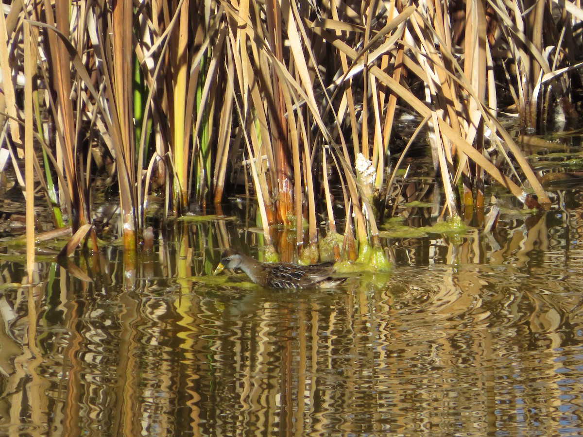 Polluela Sora - ML390031821