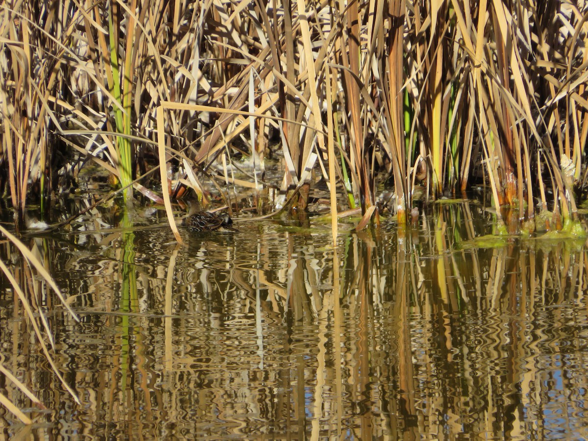 chřástal karolínský - ML390031831