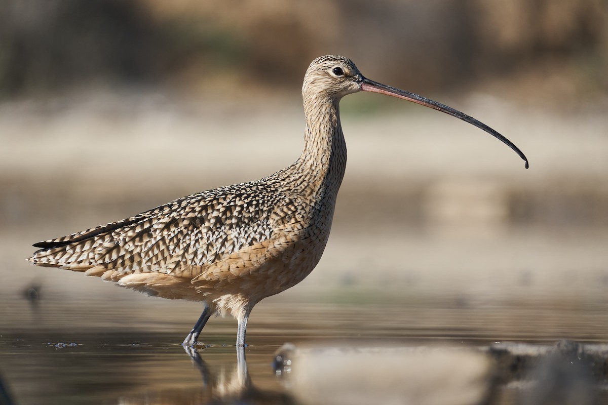 Long-billed Curlew - Grigory Heaton