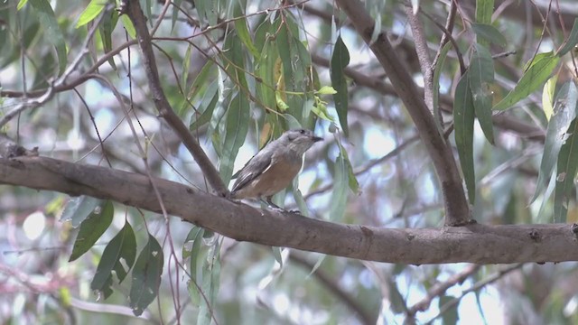 Rufous Whistler - ML390033831