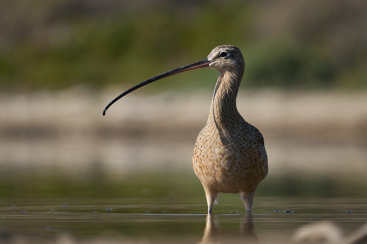 Long-billed Curlew - Grigory Heaton