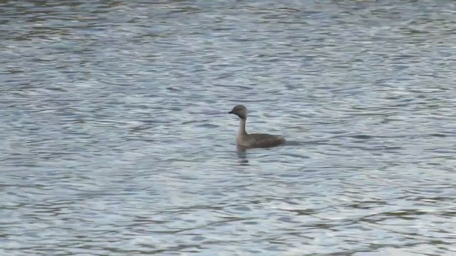 Hoary-headed Grebe - ML390034341