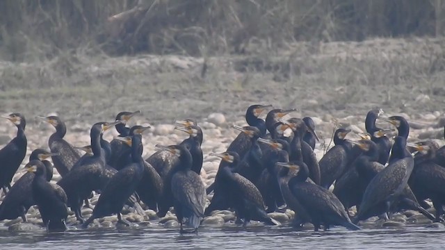 Great Cormorant - ML390036981