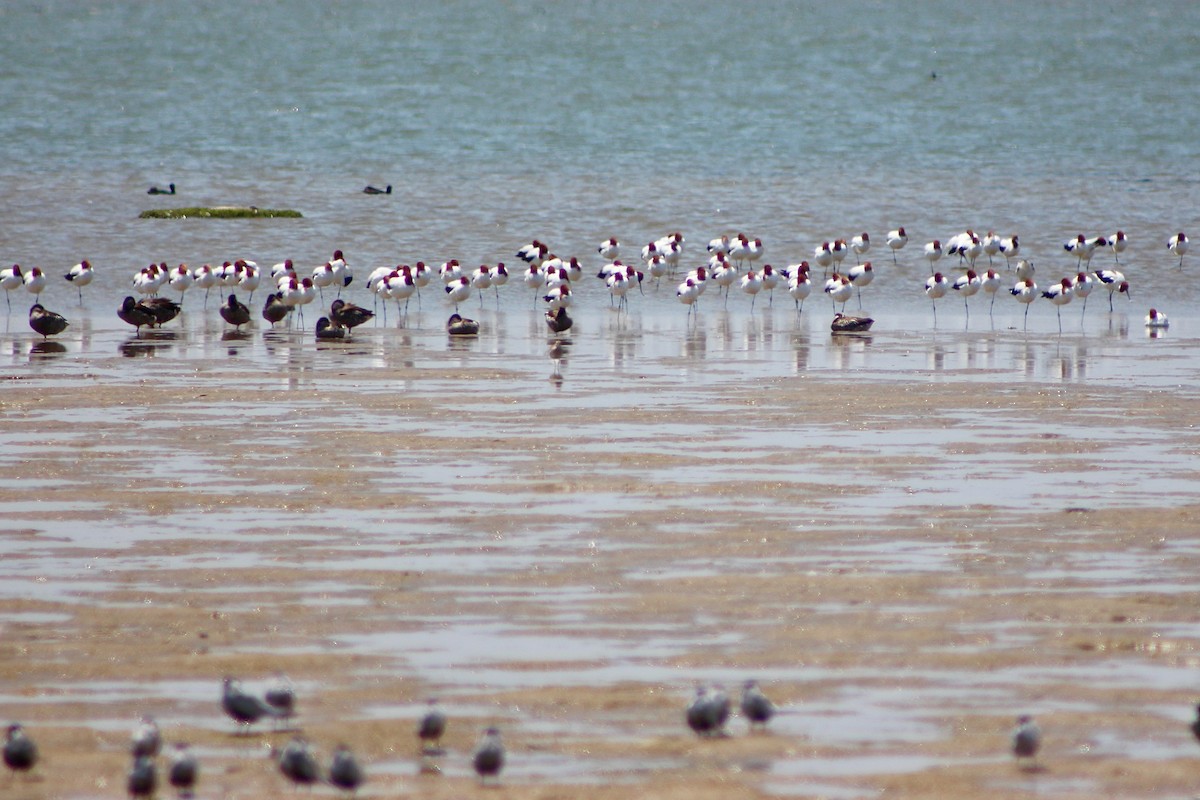 Red-necked Avocet - Pauline and Ray Priest