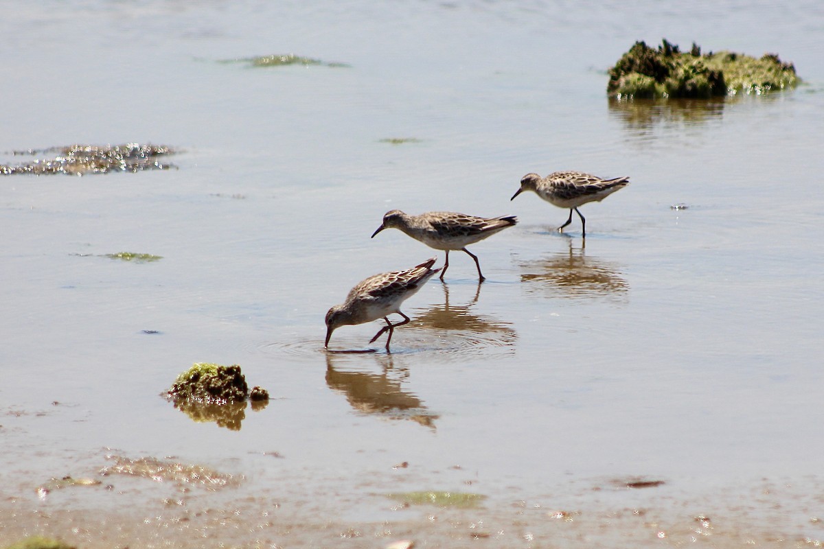 Sharp-tailed Sandpiper - Pauline and Ray Priest
