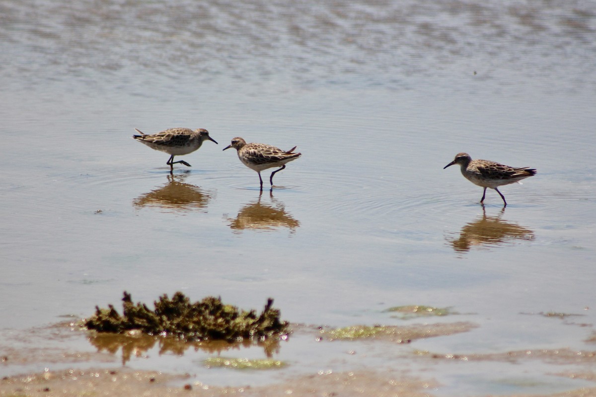 Sharp-tailed Sandpiper - Pauline and Ray Priest