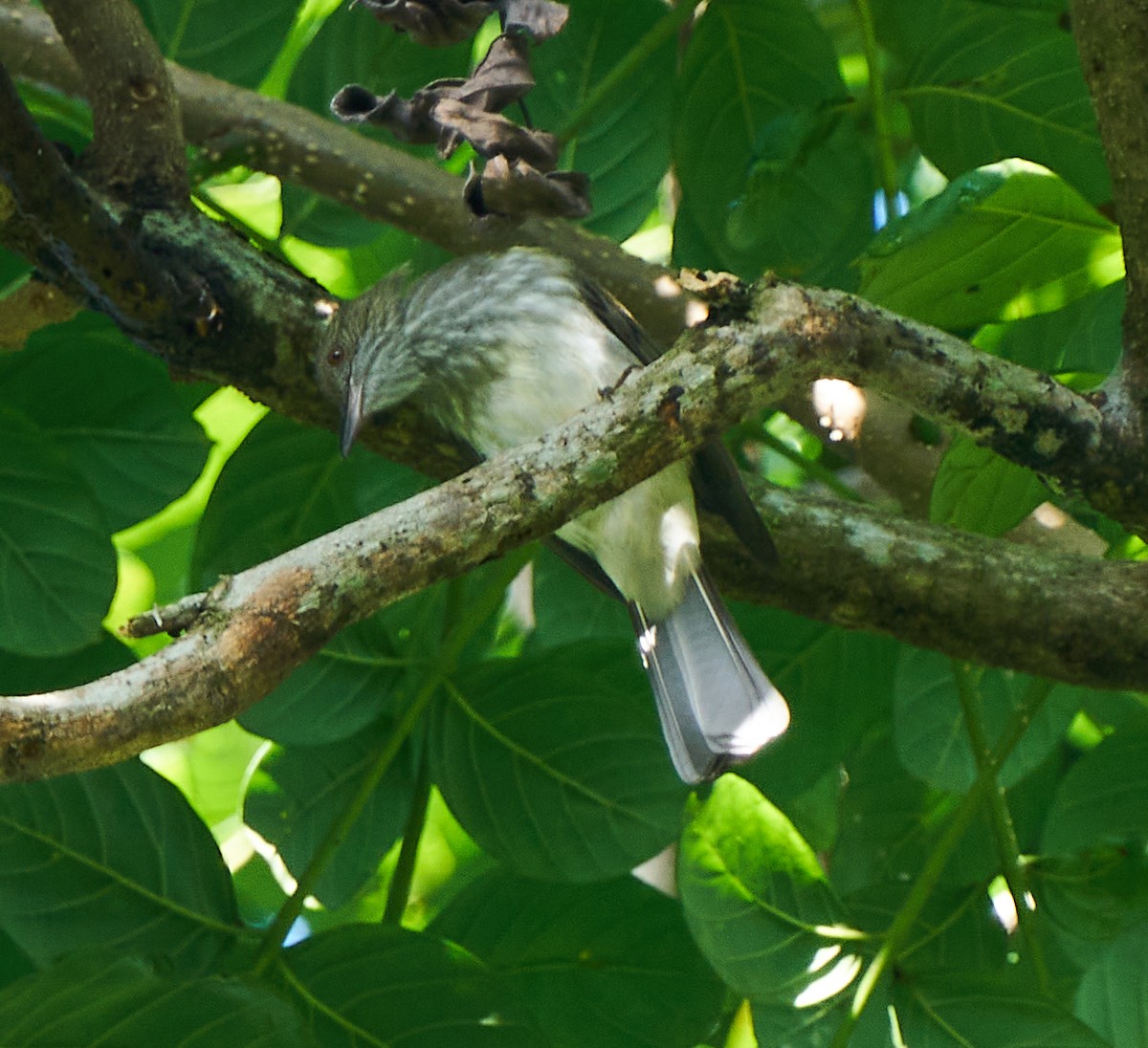 Streaked Bulbul - ML390038011