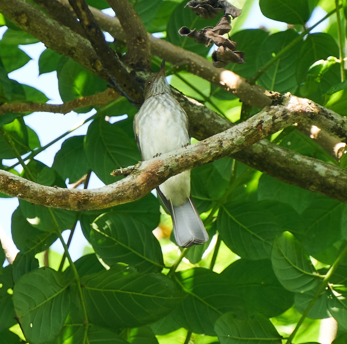 Streaked Bulbul - Steven Cheong