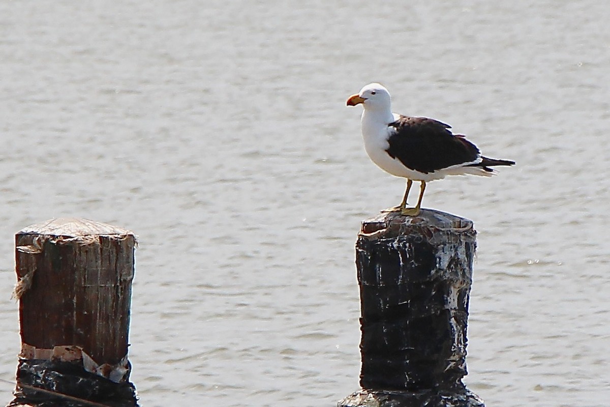 Pacific Gull - Pauline and Ray Priest