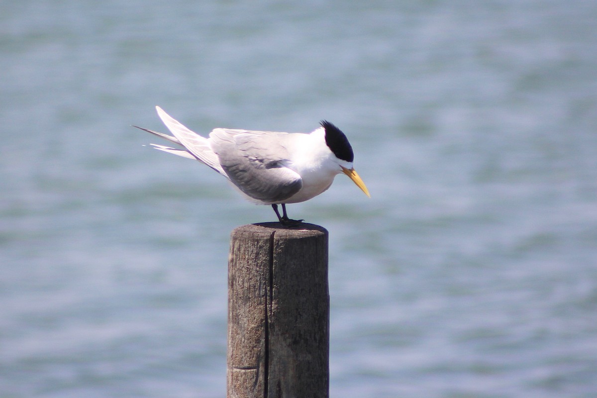 Great Crested Tern - Pauline and Ray Priest