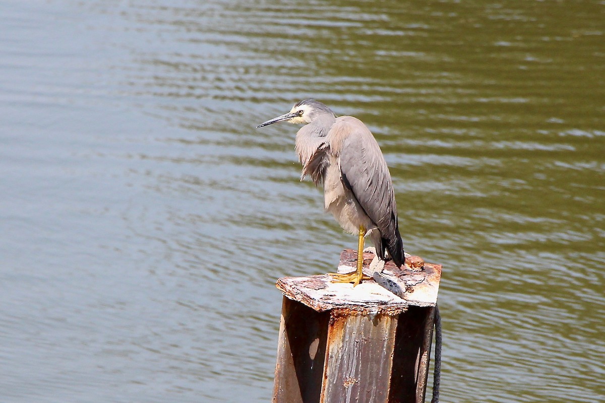 White-faced Heron - Pauline and Ray Priest