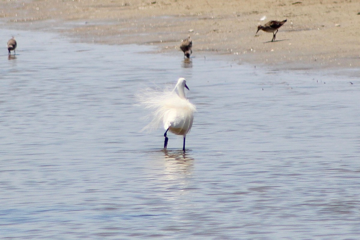 Little Egret - ML390038321