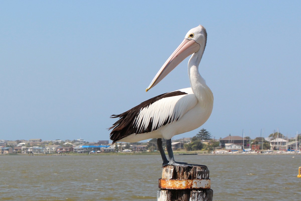 pelikán australský - ML390038501