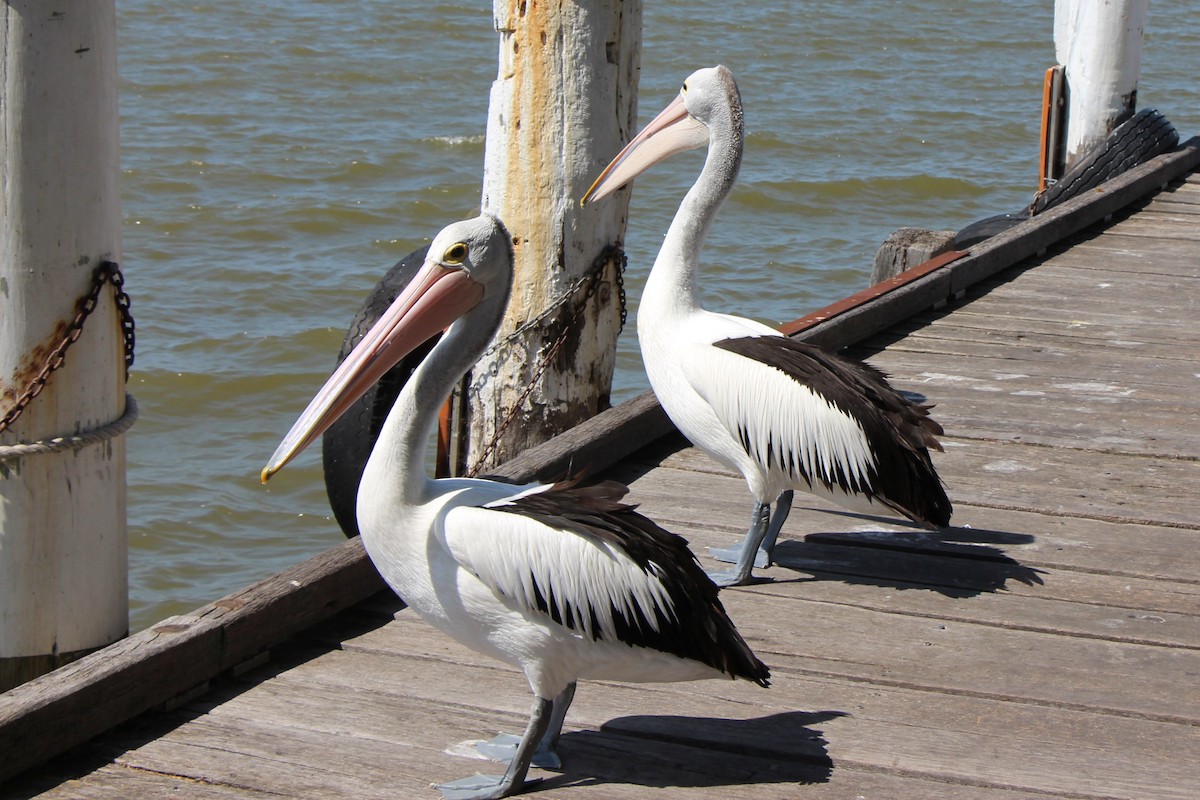 Australian Pelican - Pauline and Ray Priest