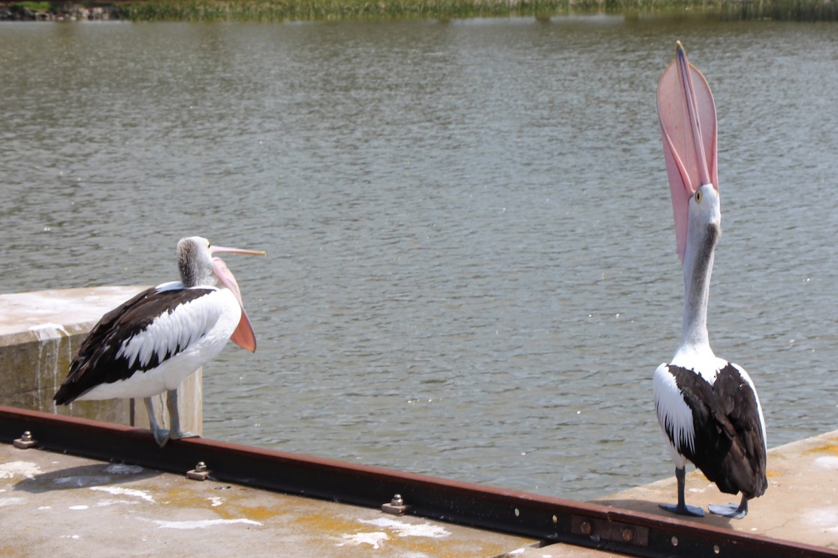 Australian Pelican - Pauline and Ray Priest