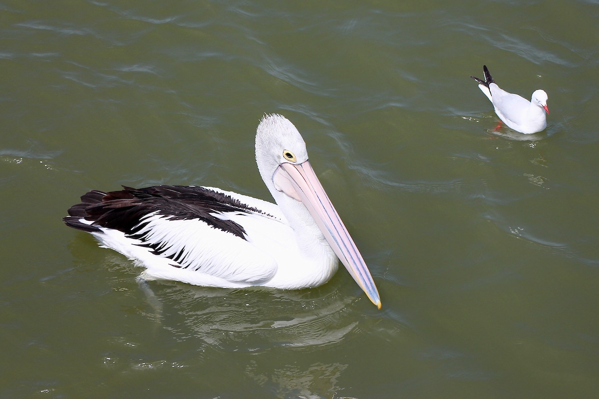 Australian Pelican - Pauline and Ray Priest