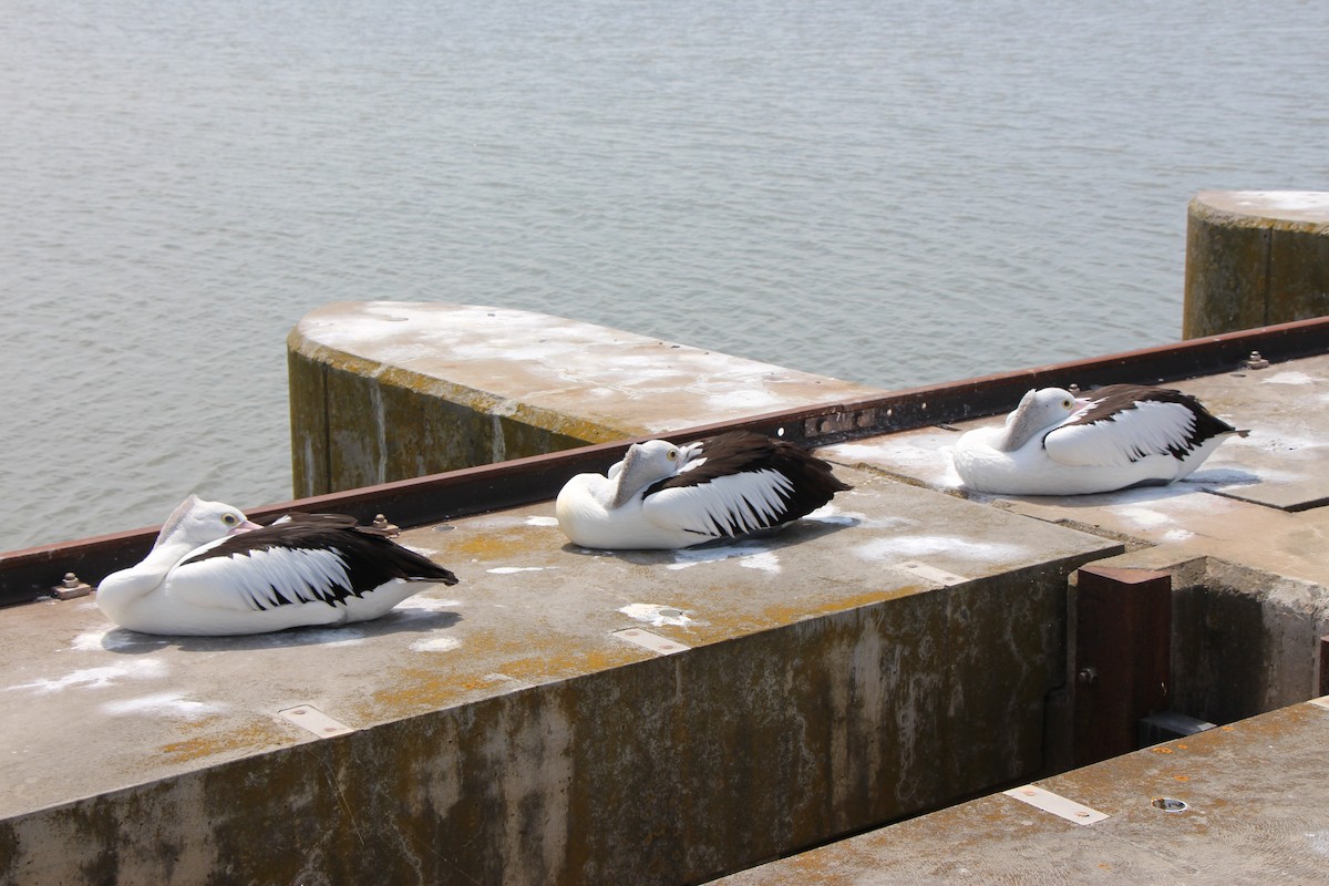 Australian Pelican - ML390038551