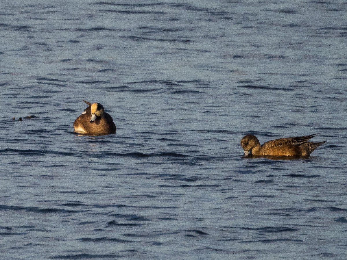 American Wigeon - Jim Dehnert