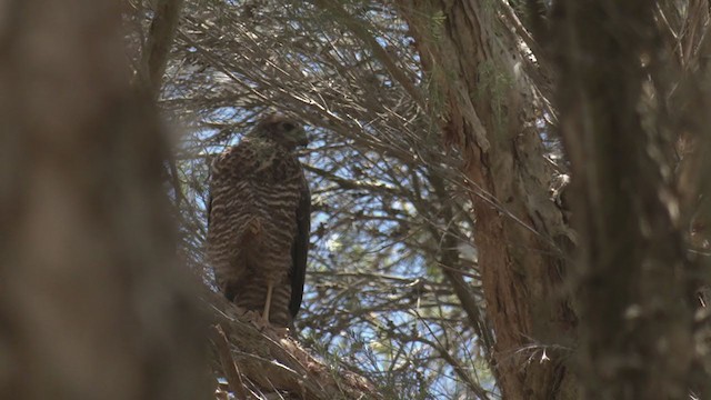 Brown Goshawk - ML390040691