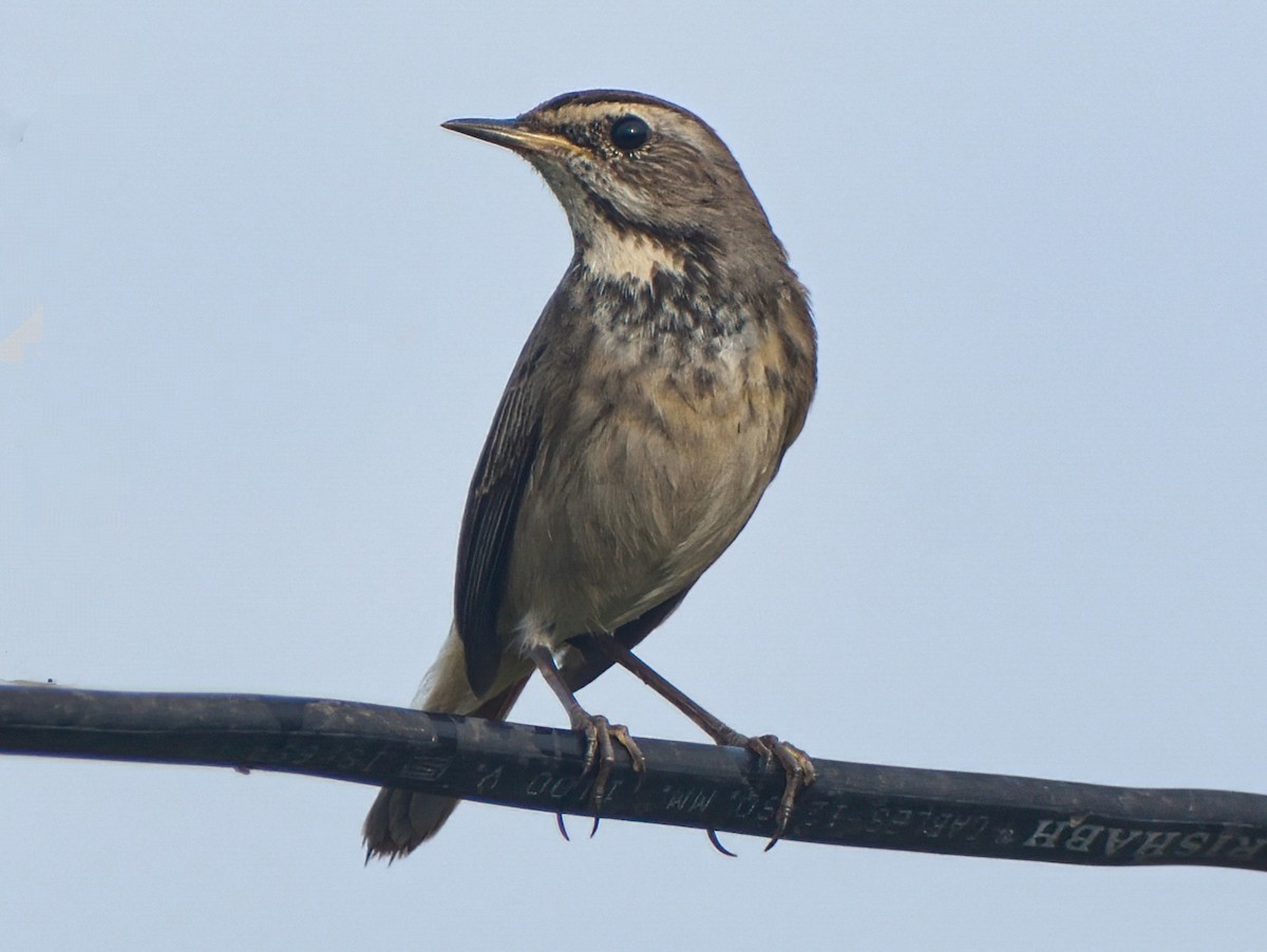 Bluethroat - ML390041471