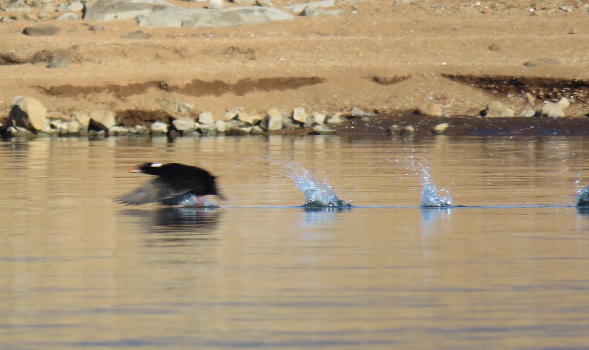 Surf Scoter - ML390042981