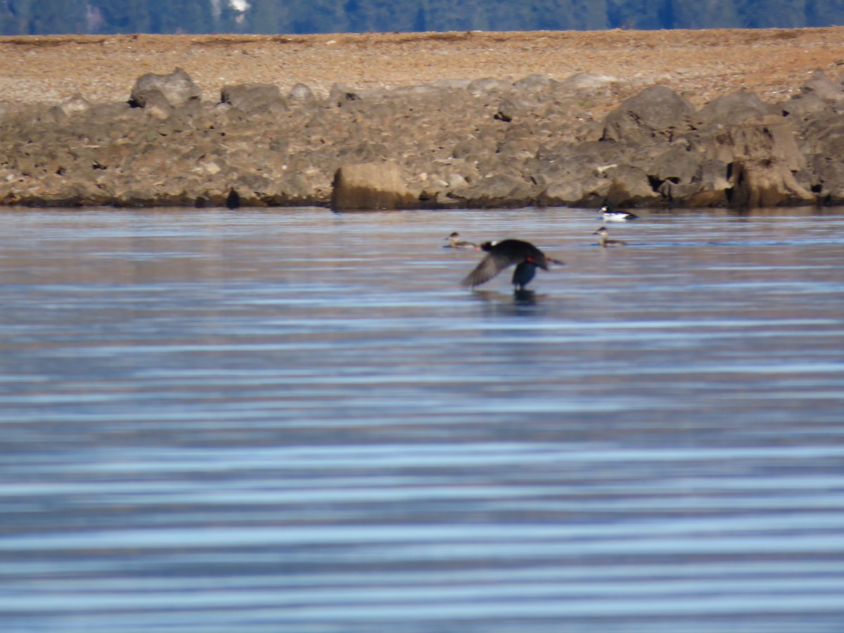 Surf Scoter - ML390042991