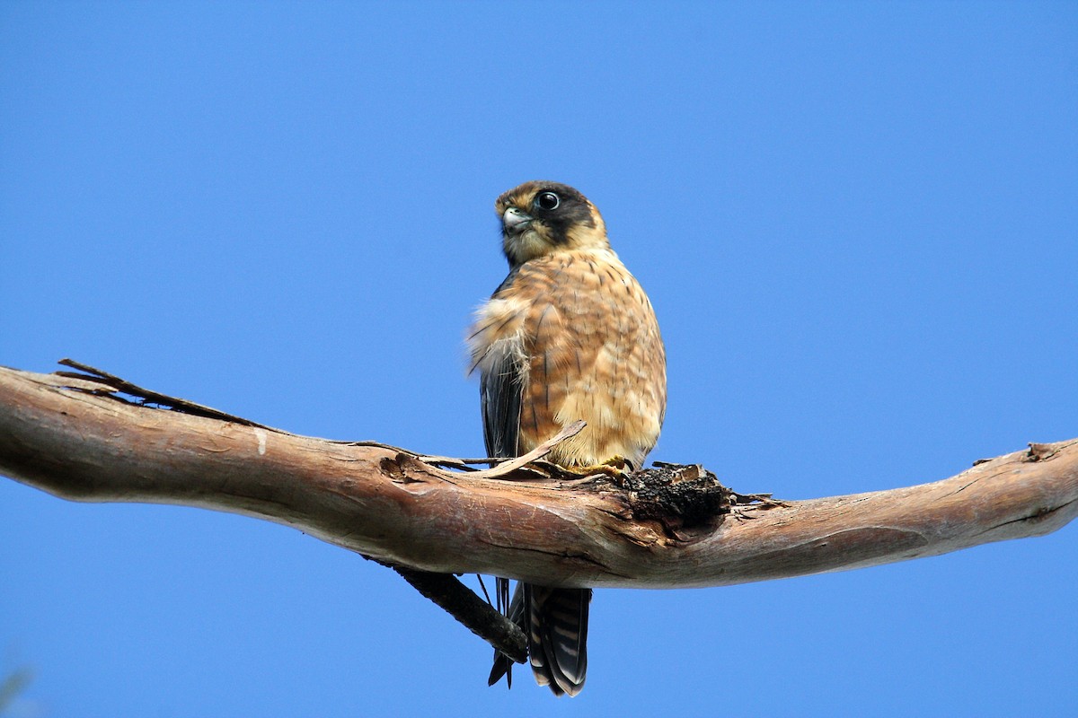 Australian Hobby - ML390043641
