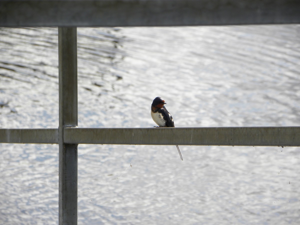 Barn Swallow - Ben Newhouse