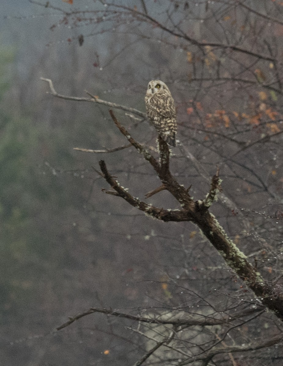 Short-eared Owl - Ken Langelier