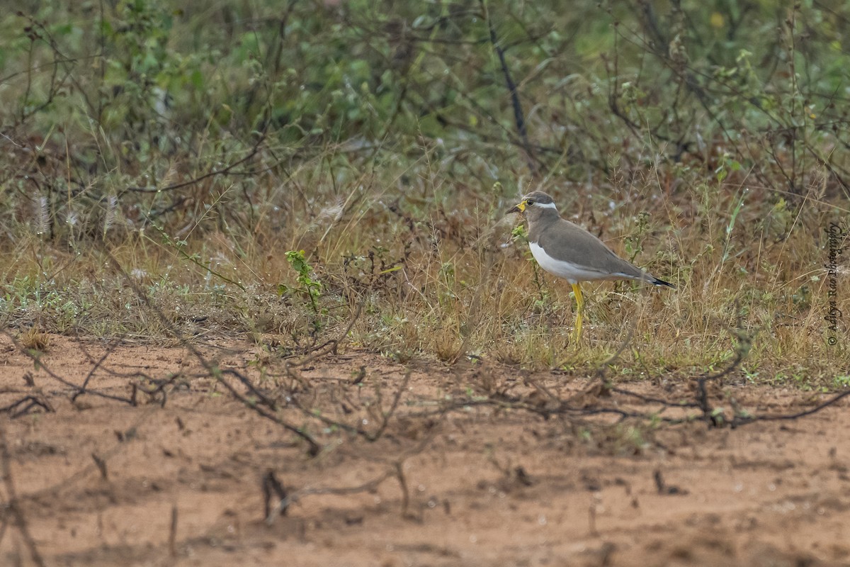 Yellow-wattled Lapwing - ML390046071