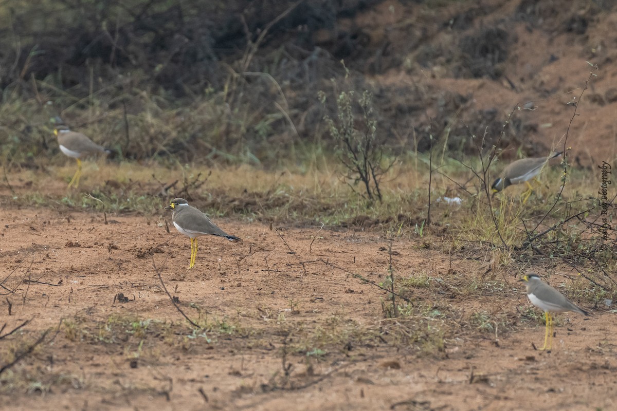 Yellow-wattled Lapwing - ML390046081