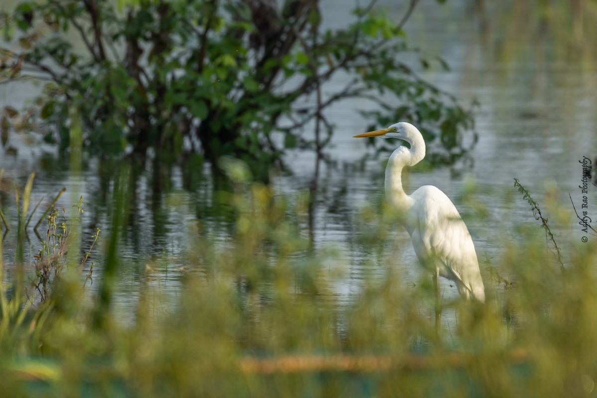 Great Egret - Aditya Rao