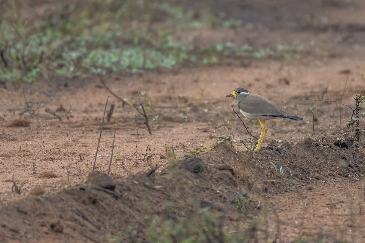 Yellow-wattled Lapwing - ML390046181