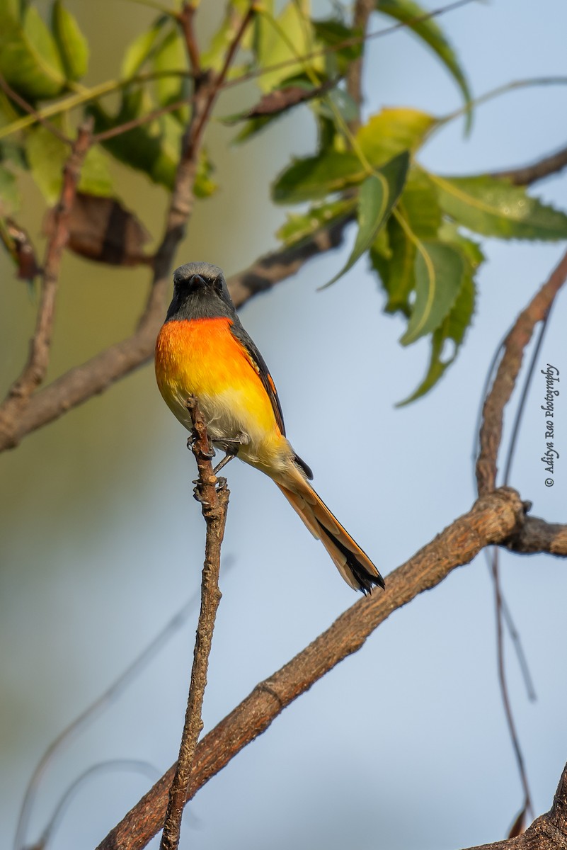 Small Minivet - ML390046491