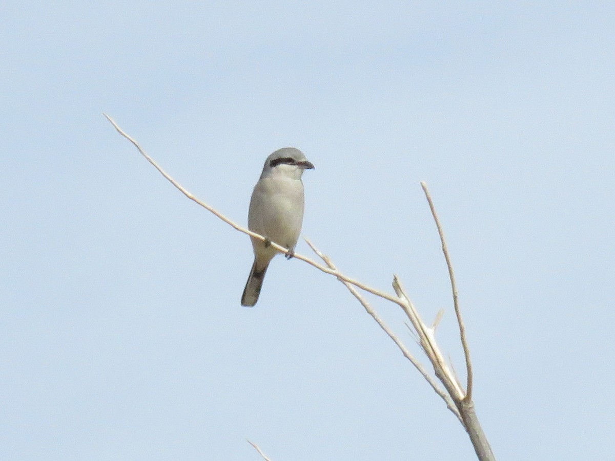 Northern Shrike - ML39004681