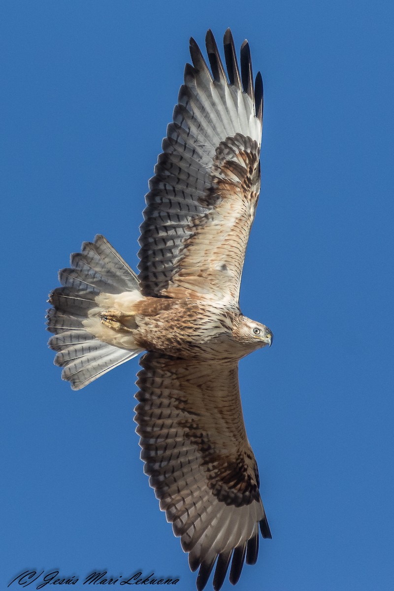 Long-legged Buzzard - ML390047081