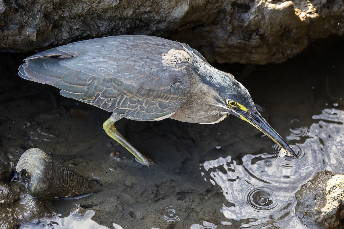 Striated Heron - Jill Duncan &  Ken Bissett